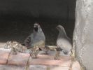 PICTURES/Quail Babies - AKA Fuzz Balls on Toothpicks/t_Gathering Flock2.jpg